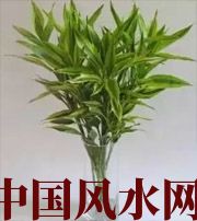 陕西十二生肖养什么植物最旺财运？你知道吗！